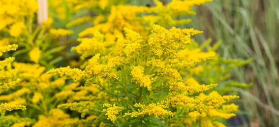 Garten-Goldrute 'Strahlenkrone'