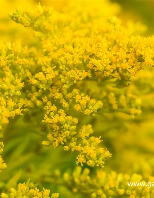 Garten-Goldrute 'Strahlenkrone'