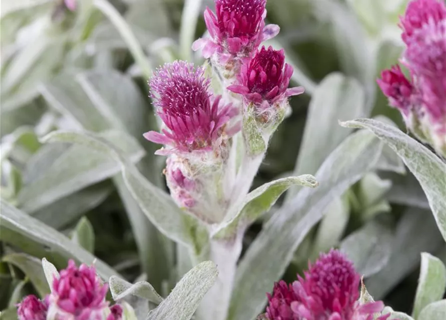 Garten-Katzenpfötchen 'Rubra'