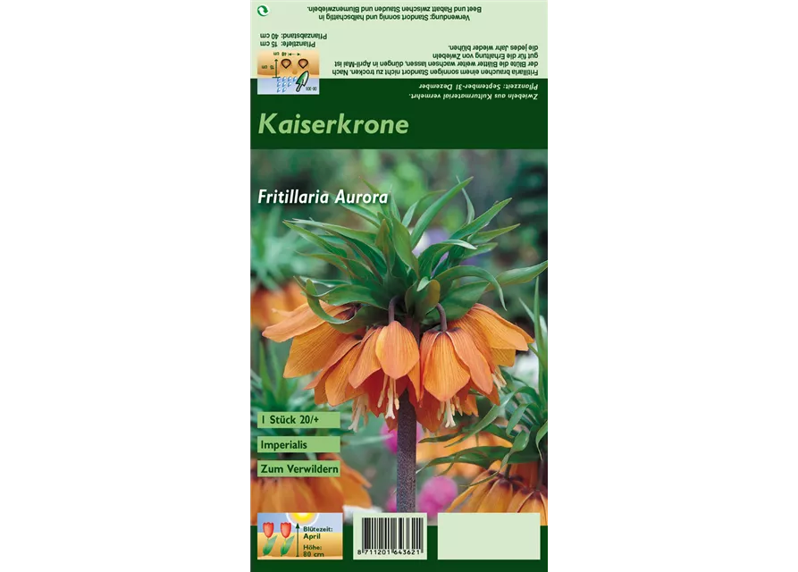 Blumenzwiebel Set 'Orange King'