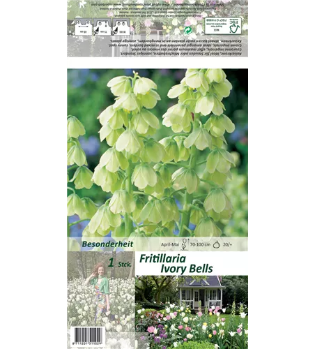 Garten-Kaiserkrone 'Ivory Bells'