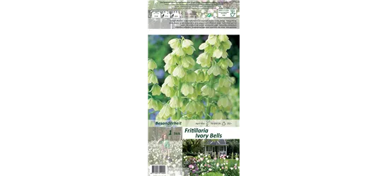 Garten-Kaiserkrone 'Ivory Bells'