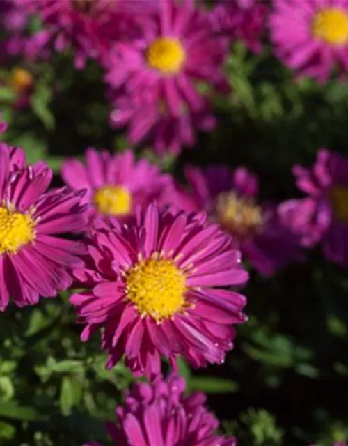 Garten-Kissen-Aster 'Jenny'