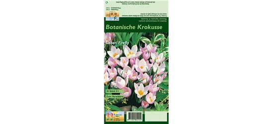 Garten-Krokus 'Firefly'