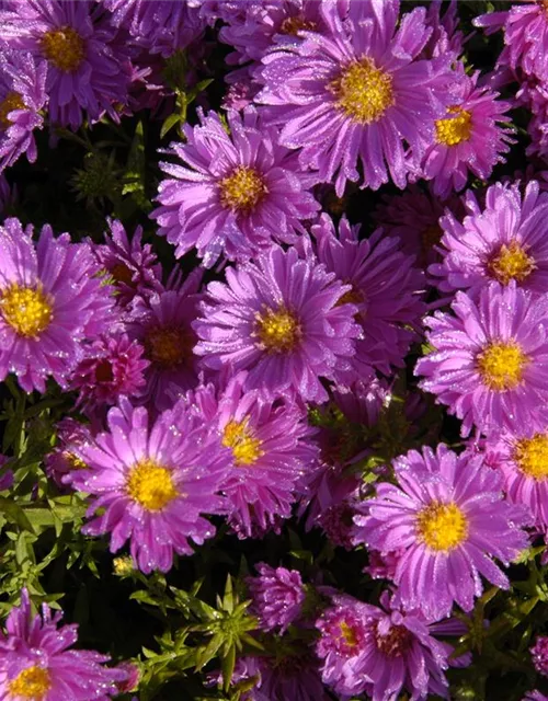 Kissen-Aster