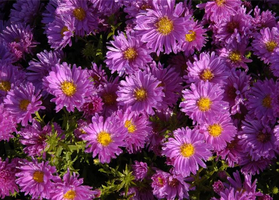 Kissen-Aster