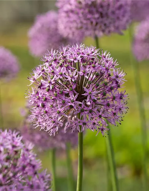 Garten-Kugel-Lauch 'Gladiator'