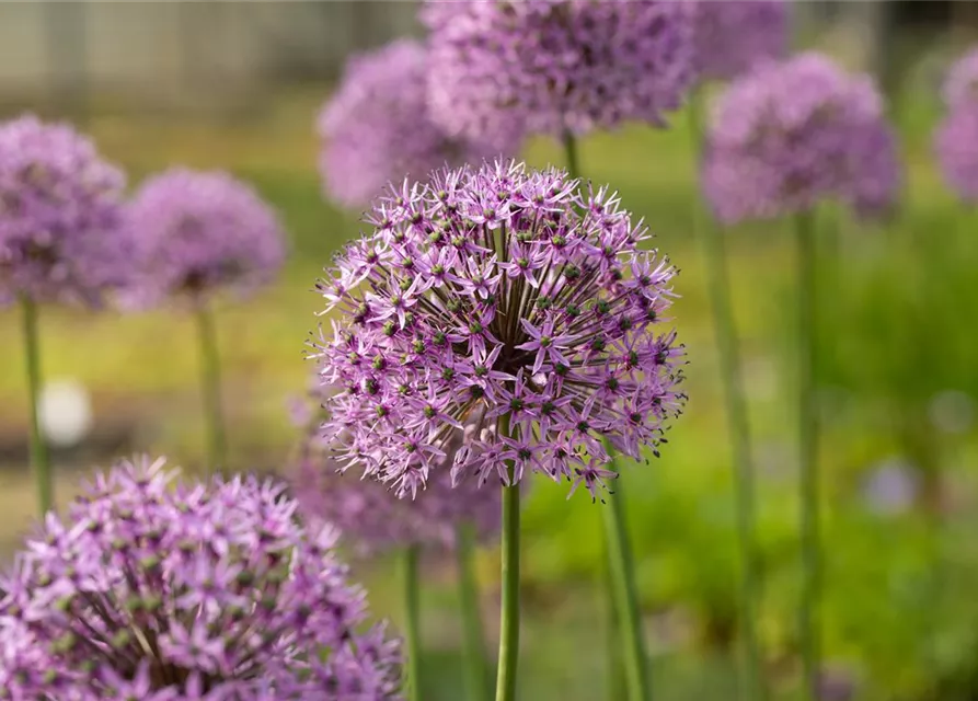 Garten-Kugel-Lauch 'Gladiator'
