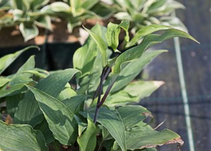 Garten-Lanzen-Funkie 'Red October'