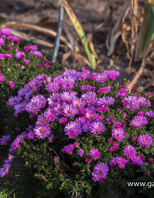 Garten-Kissen-Aster 'Rosenwichtel'