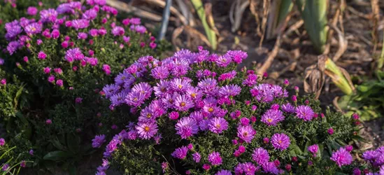 Garten-Kissen-Aster 'Rosenwichtel'
