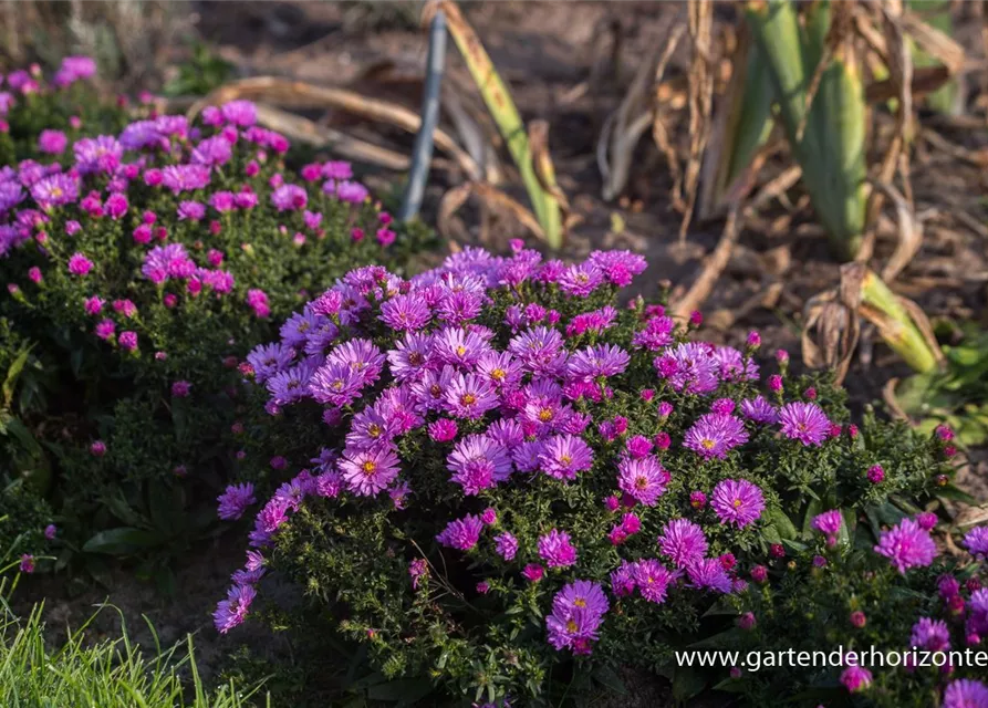 Garten-Kissen-Aster 'Rosenwichtel'
