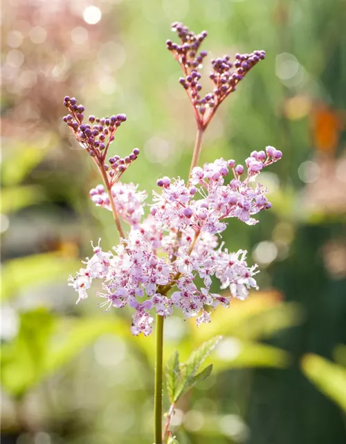 Garten-Mädesüß 'Venusta'