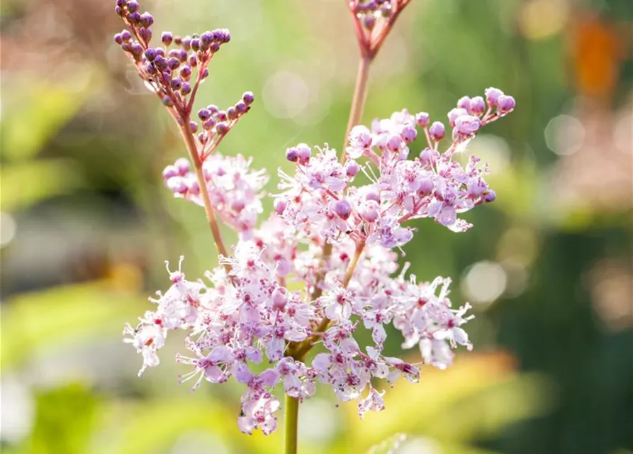 Garten-Mädesüß 'Venusta'