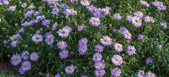 Garten-Kissen-Aster 'Zwergenhimmel'