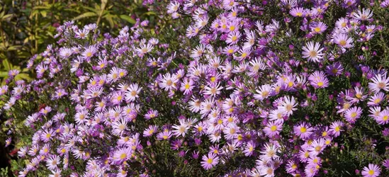 Garten-Myrten-Aster 'Pink Star'