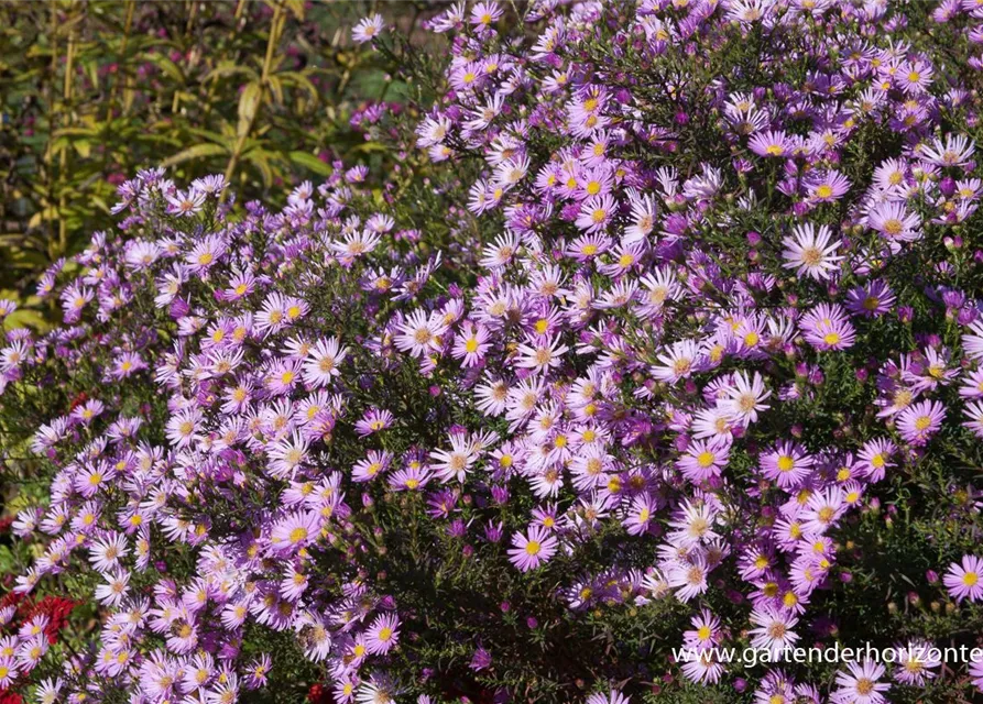 Garten-Myrten-Aster 'Pink Star'