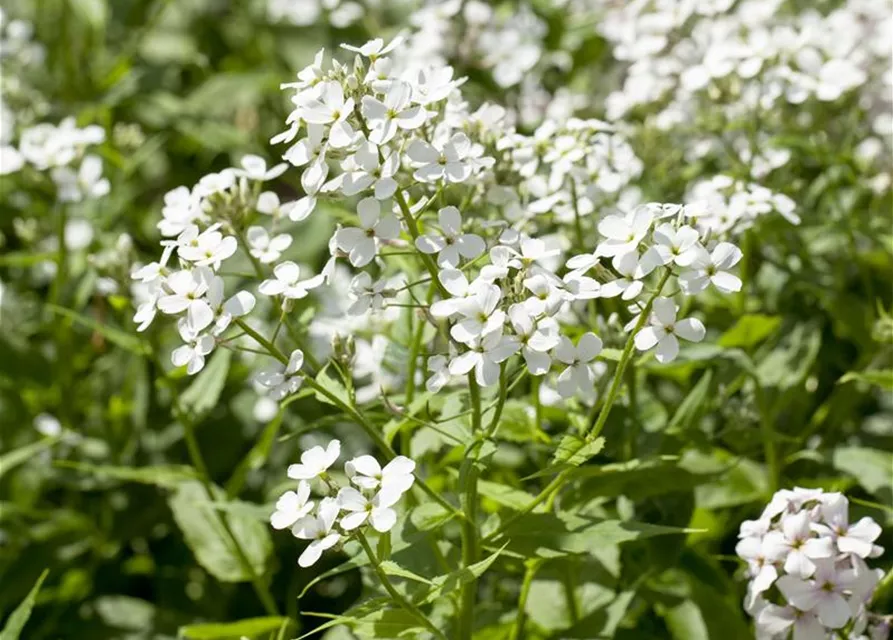Garten-Nachtviole 'Alba'