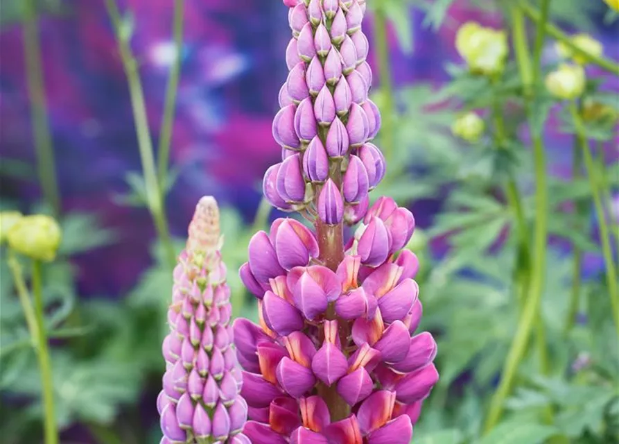 Garten-Lupine 'Master Piece'®