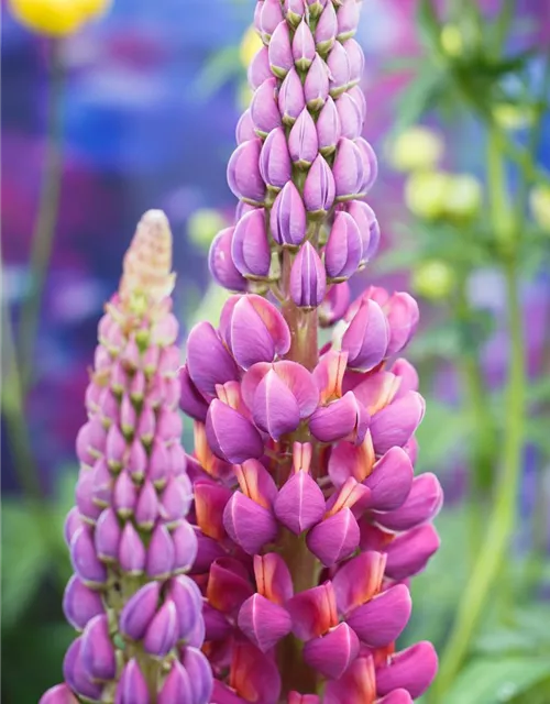 Garten-Lupine 'Master Piece'®