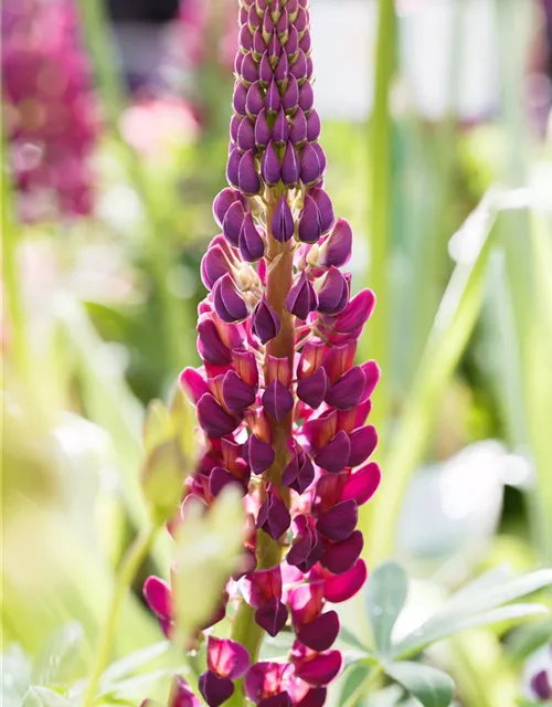 Garten-Lupine 'Master Piece'®