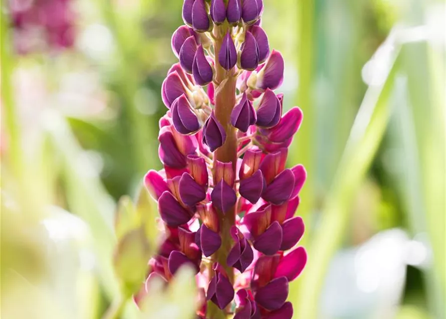 Garten-Lupine 'Master Piece'®