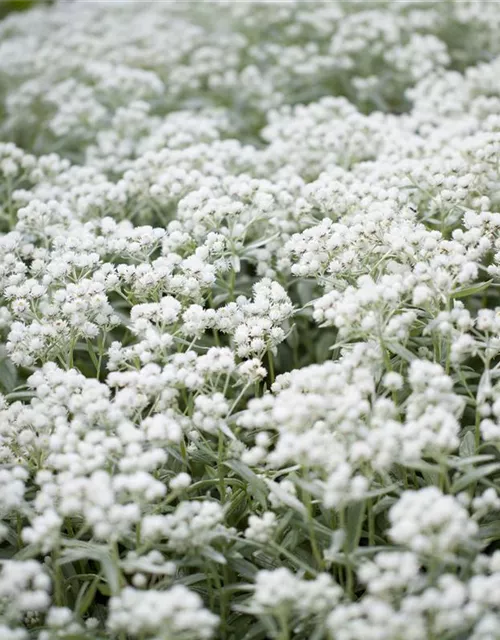 Garten-Perlkörbchen 'Silberregen'