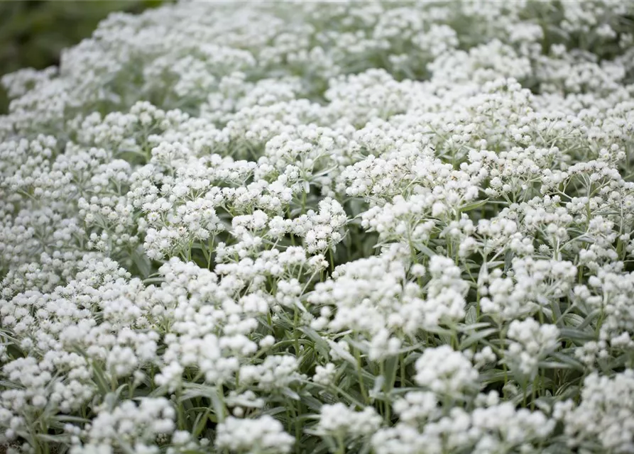 Garten-Perlkörbchen 'Silberregen'