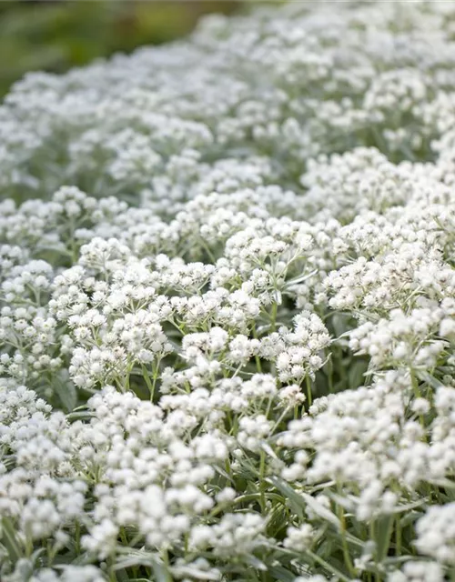 Garten-Perlkörbchen 'Silberregen'