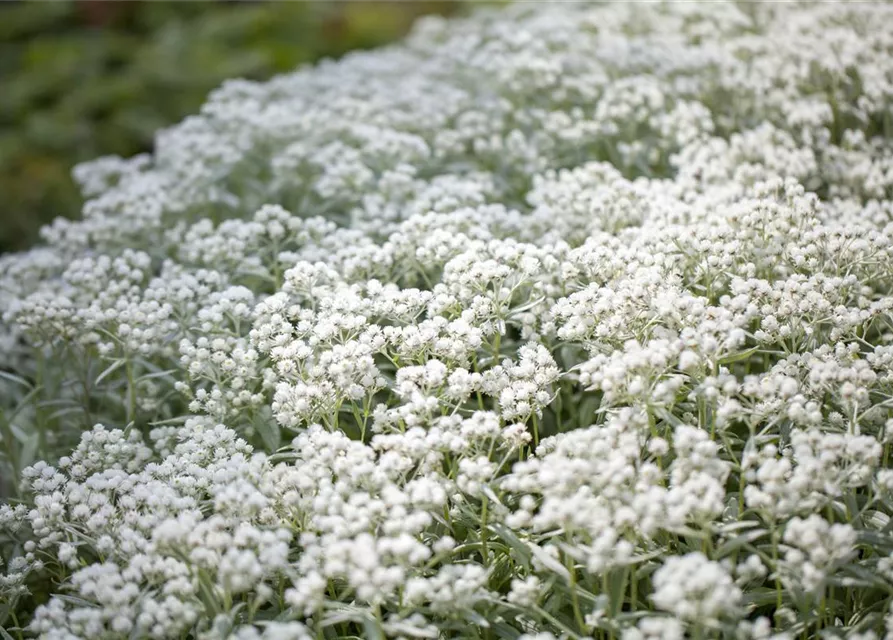 Garten-Perlkörbchen 'Silberregen'