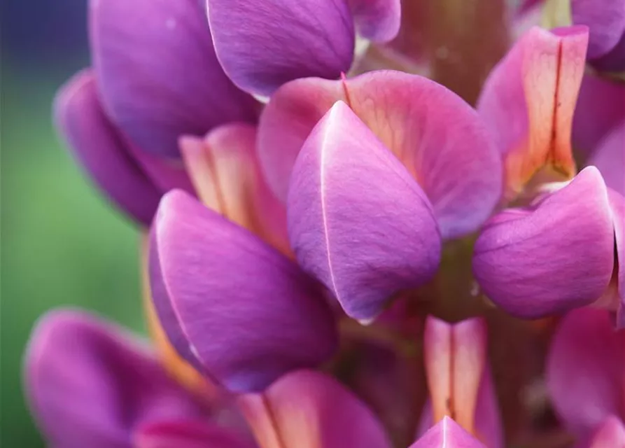 Garten-Lupine 'Master Piece'®