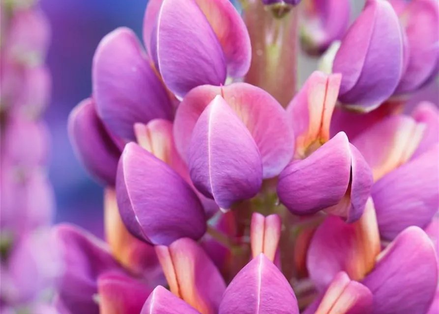 Garten-Lupine 'Master Piece'®