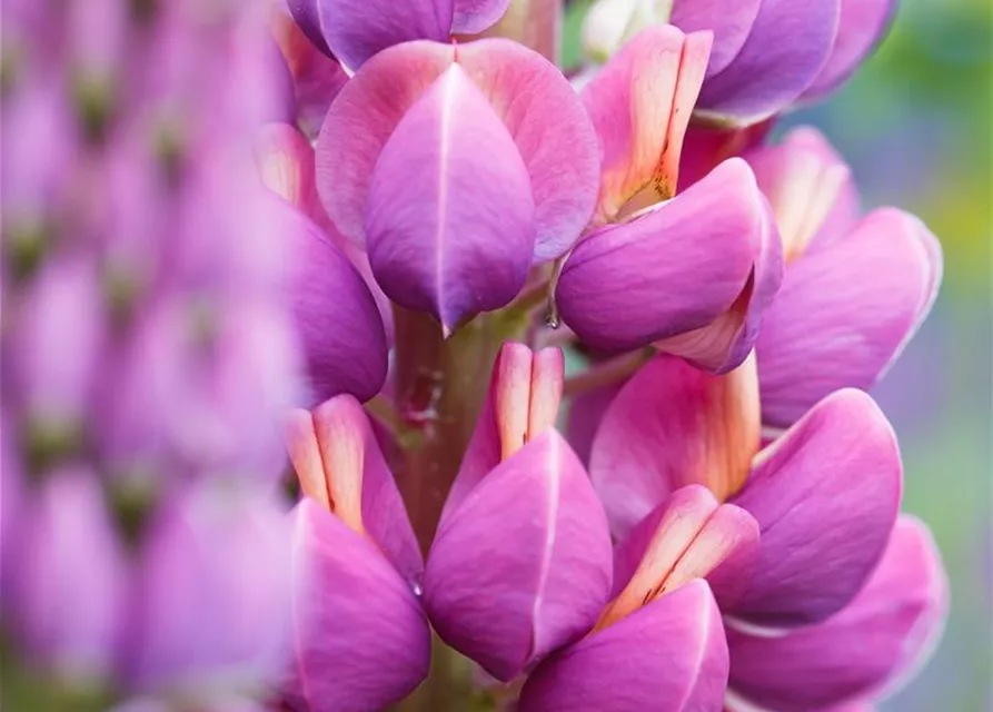 Garten-Lupine 'Master Piece'®