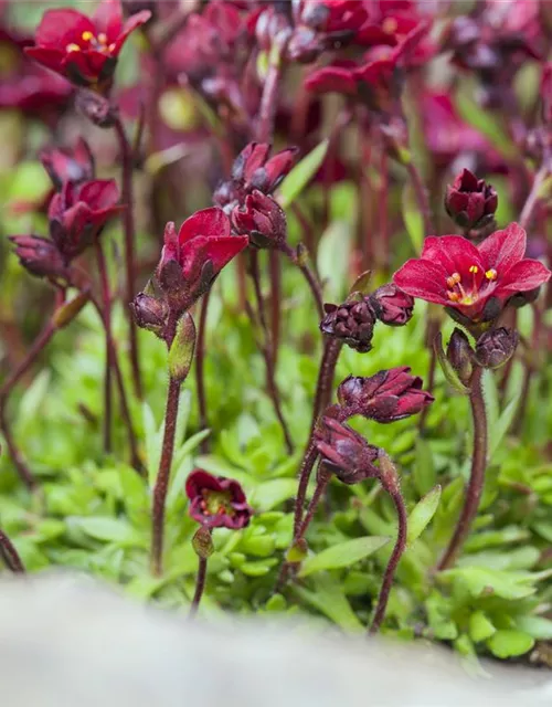 Garten-Moos-Steinbrech 'Peter Pan'