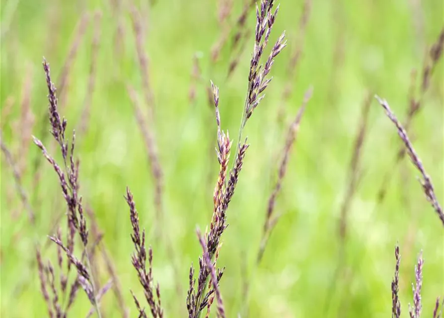 Garten-Pfeifengras