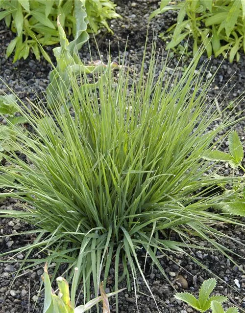 Garten-Pfeifengras
