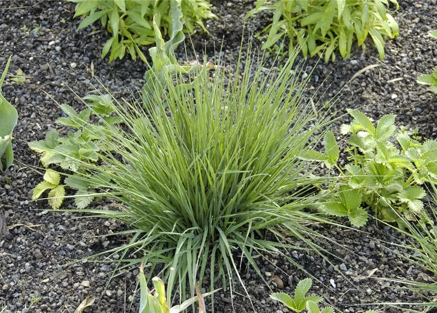Garten-Pfeifengras