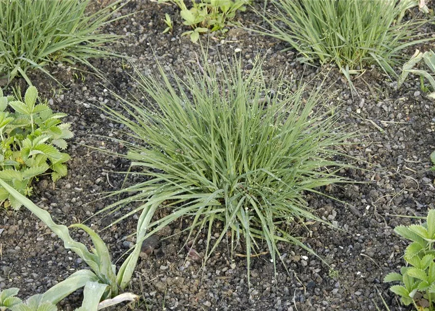 Garten-Pfeifengras