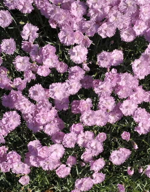 Garten-Pfingst-Nelke 'Pink Jewel'