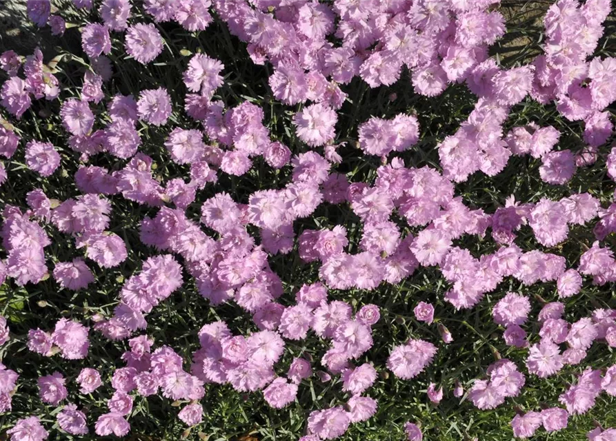 Garten-Pfingst-Nelke 'Pink Jewel'