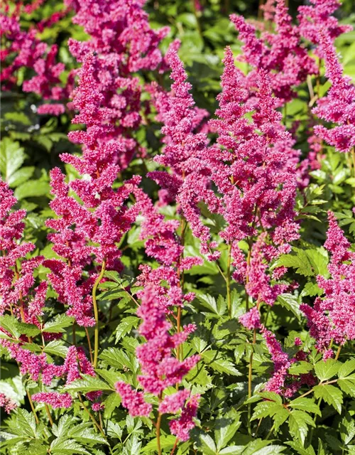 Garten-Prachtspiere 'Mainz'
