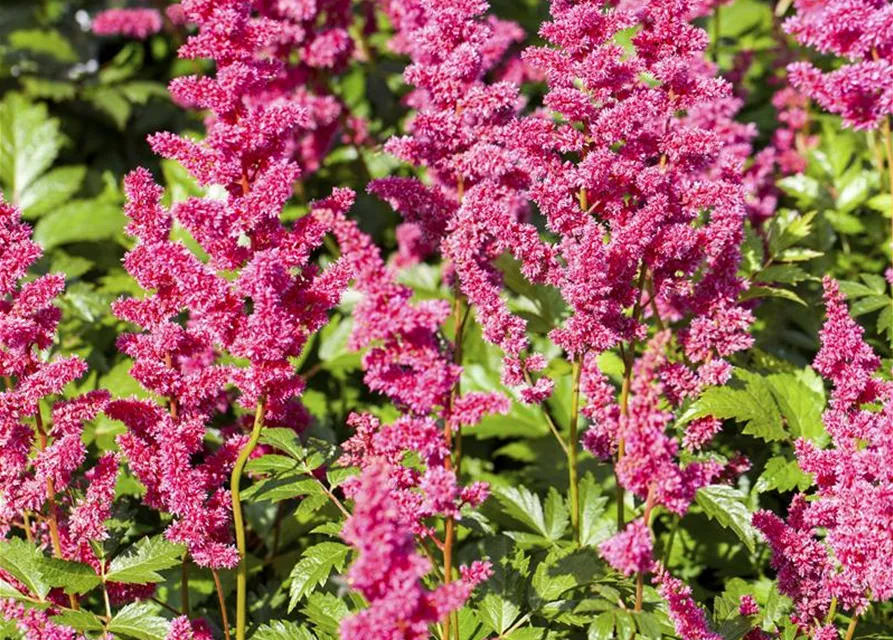 Garten-Prachtspiere 'Mainz'