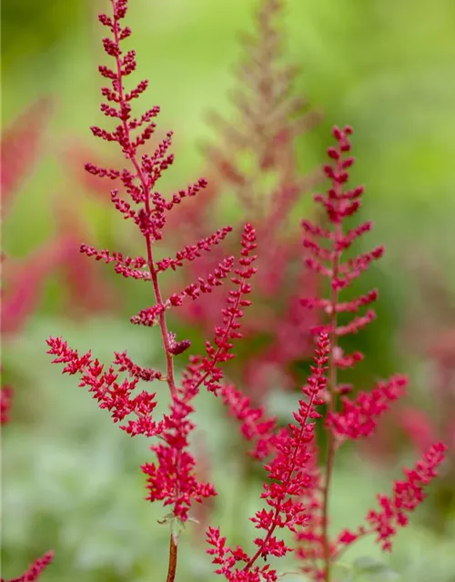 Garten-Prachtspiere 'Montgomery'