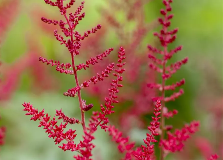 Garten-Prachtspiere 'Montgomery'