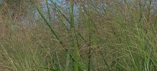 Garten-Ruten-Hirse 'Cloud Nine'