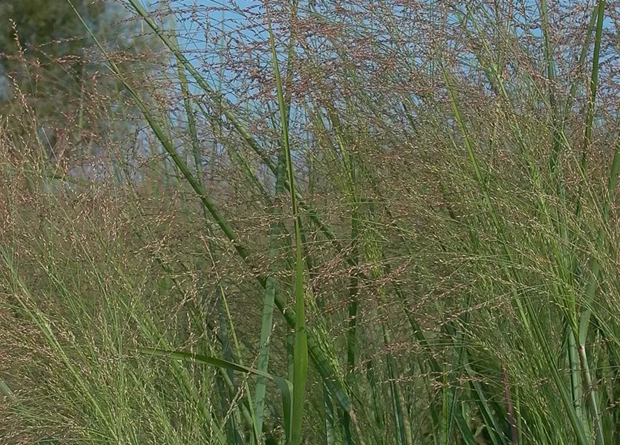 Garten-Ruten-Hirse 'Cloud Nine'