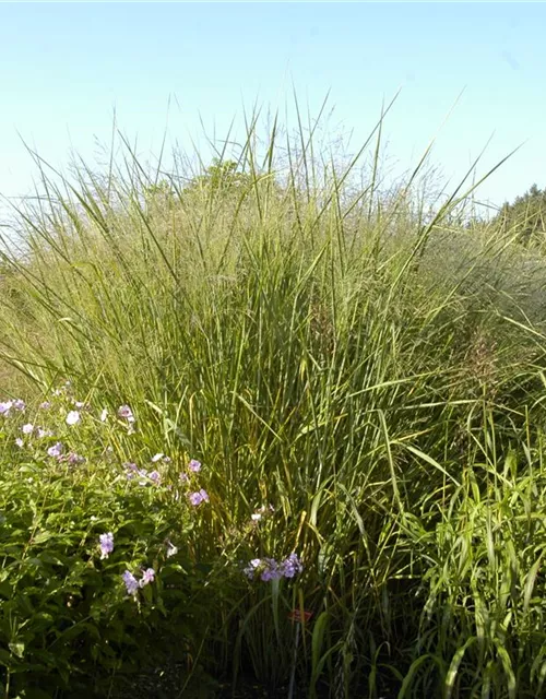 Garten-Ruten-Hirse 'Cloud Nine'