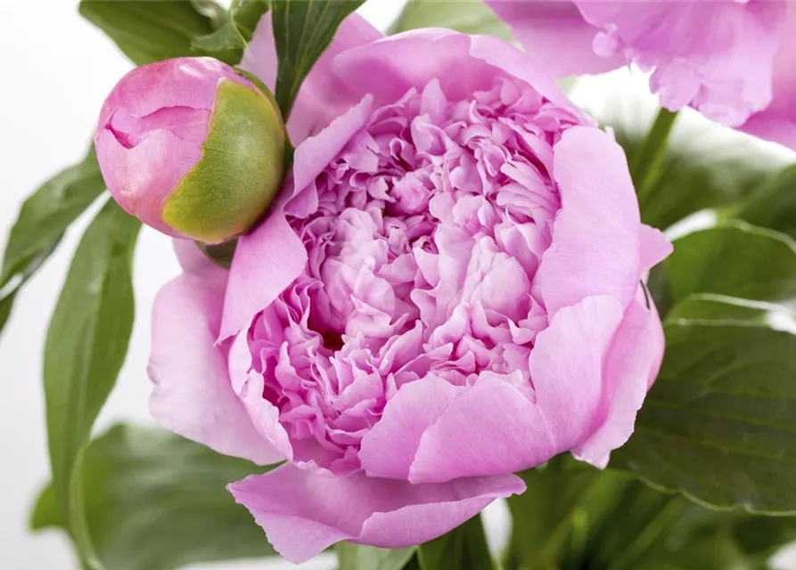 Garten-Pfingstrose 'Monsieur Jules Elie'