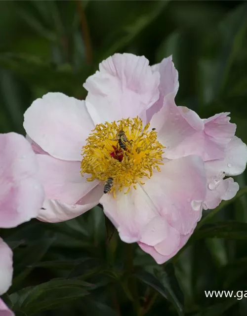 Garten-Pfingstrose 'Nymphe'