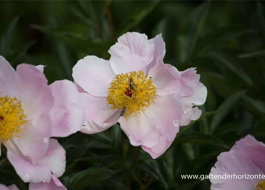 Garten-Pfingstrose 'Nymphe'